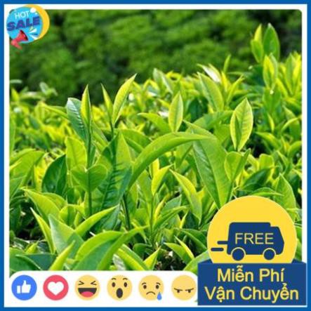 Sữa Rửa Mặt Trà Xanh Innifree Green Tea Cleansing Foam Size Lớn 150ml | BigBuy360 - bigbuy360.vn