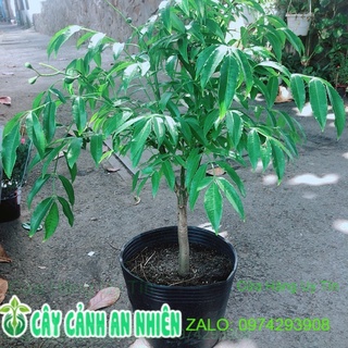 Cây cóc cho sai trái