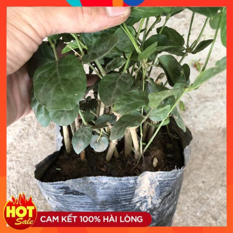 Cây hoa nhài ta cánh kép size nhỏ, hoa nở bắt mắt mùi hương dễ chịu@