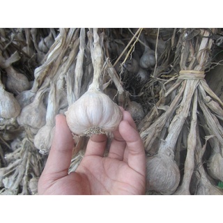 Tỏi ta khô Kinh Môn Hải Dương thơm ngon (1Kg loại)