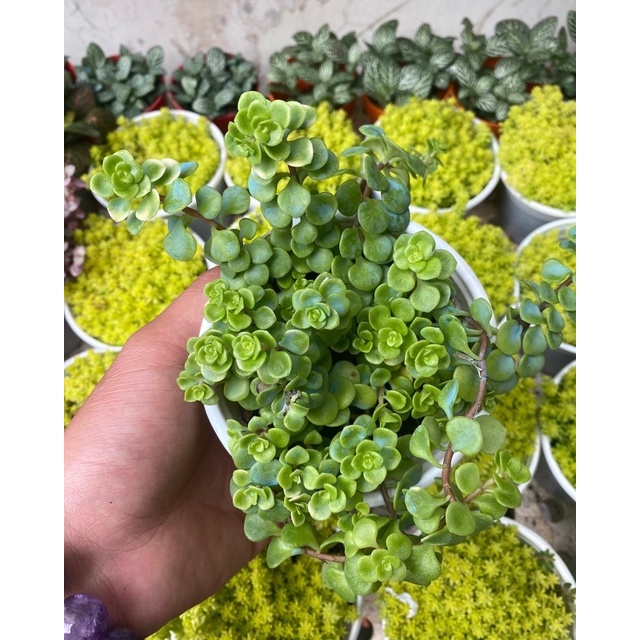 🌻 Sen Đá Cỏ Sedum Vàng, Lady Pinky, Sedum Vảy Cá FULL Chậu