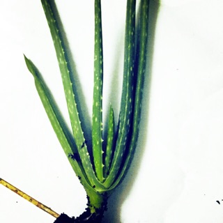 Cây giống Nha Đam - Lô Hội ( cây giống Mỹ )