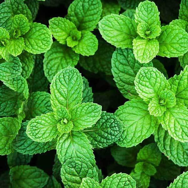 Tinh Dầu Thiên Nhiên Hương Bạc Hà Nomad Essential Oils Peppermint