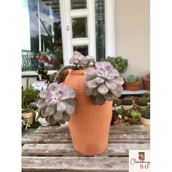 Chậu đất nung - chậu dáng bình mẫu mới miệng 12.5, cao 32cm