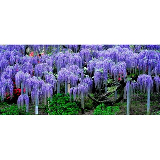 Hạt Giống Hoa Tử Đằng 5 Hạt/ Gói