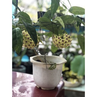 Cây giống cẩm cù hoa to và thơm