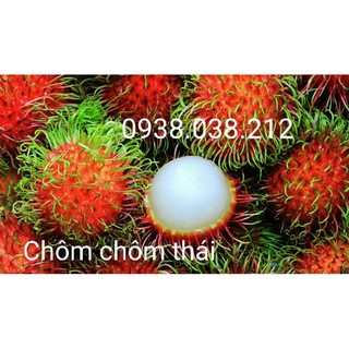 CÂY GIỐNG CHÔM CHÔM THÁI