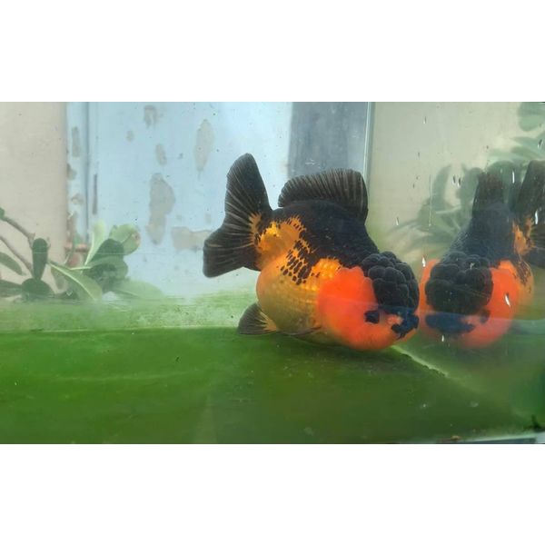 Thức ăn cá vàng (Cám Nhật Phong dành cho cá vàng Goldfish)