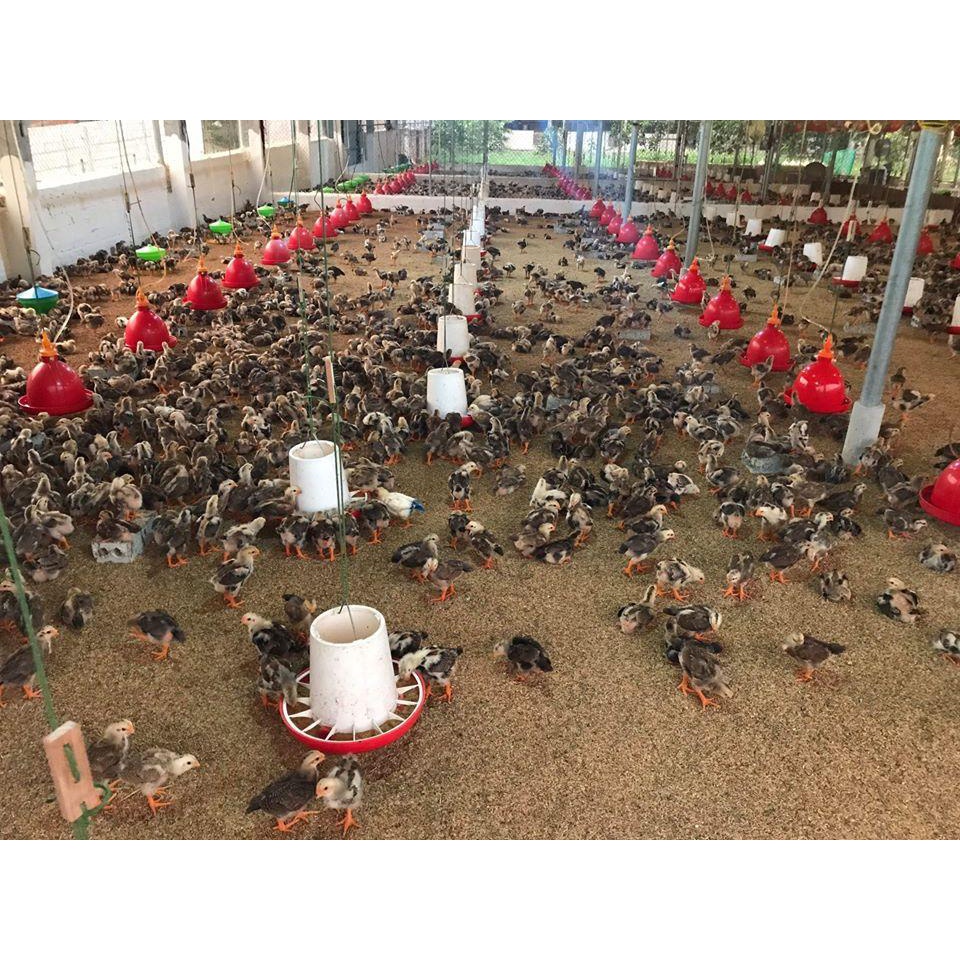 Phụ kiện máng nước cho gà, máng chuông