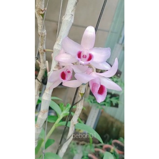 Lan giả hạc Tây Nguyên ( cây giống kie)