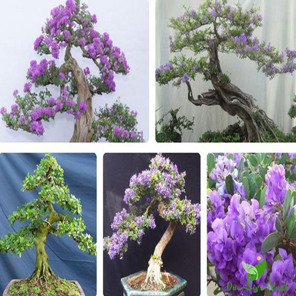 LINH SAM SIÊU HOA--HÀNG CÀNH CHIẾT