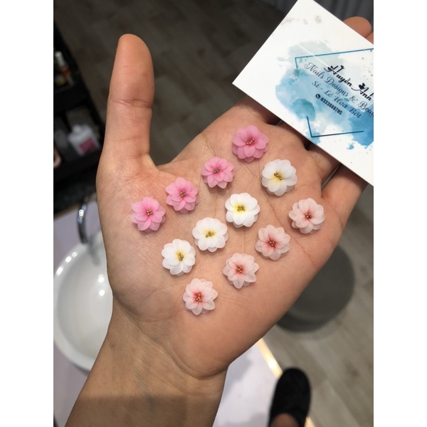 Hoa Bột Mỹ - Hoa thược dược