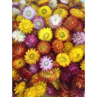 Sỉ cúc Bất tử khô, mix màu