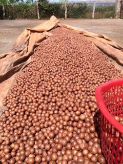 500g Quả macca