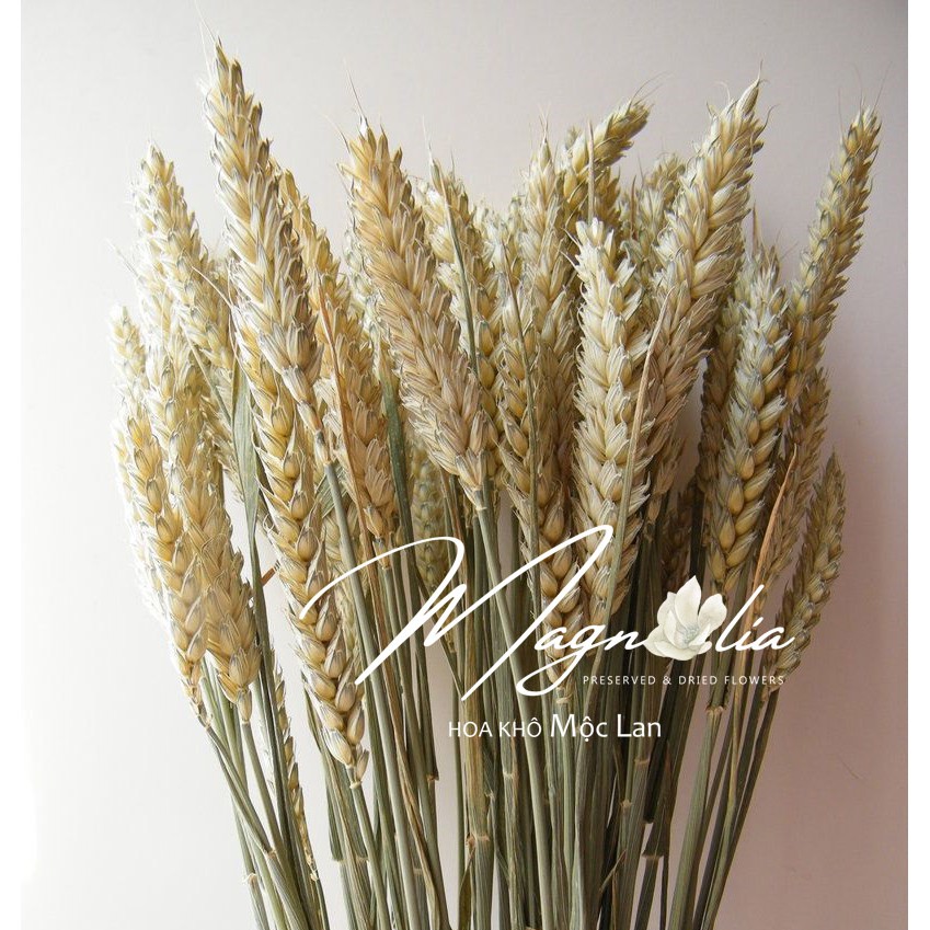 Hoa lúa mạch khô 🍁FREESHIP🍁 Hoa khô decor ITALY retro vinatge, trang trí cưới