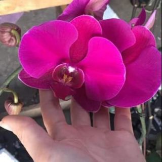 Cobo 5c hồ điep sẵn ngồng vè choi hoa
