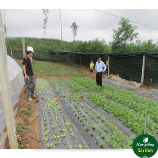 Hạt Giống Cải Đuôi Phụng