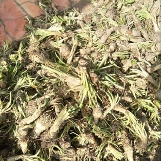 CỦ HOA GIỐNG HOA HUỆ TA TRẮNG THƠM