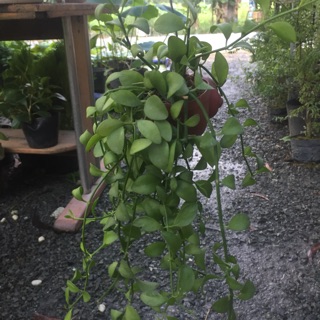 Đô la treo ốc nhỏ