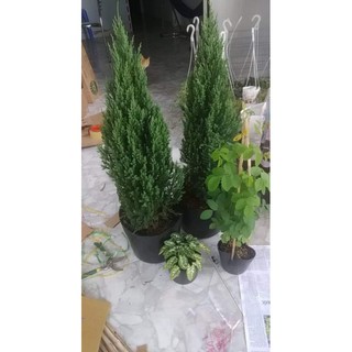 Cây Sơn Tùng( 80cm 1m) tặng kèm phân bón