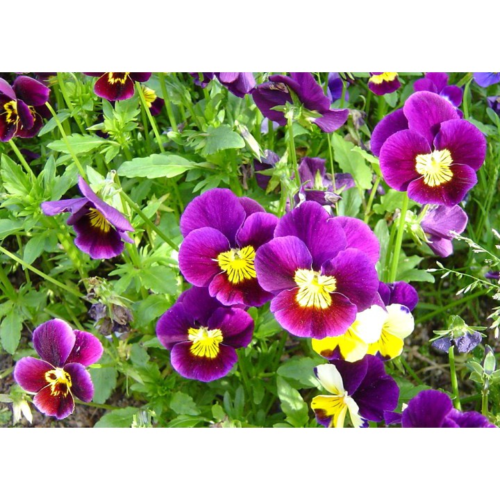 Gói 100 hạt giống hoa pansy mix màu