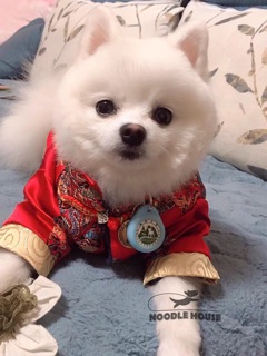 Áo tết của chó mèo [QUẦN ÁO THÚ CƯNG]