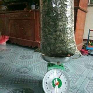 Lá thạch găng xanh (100% lá găng rừng )
