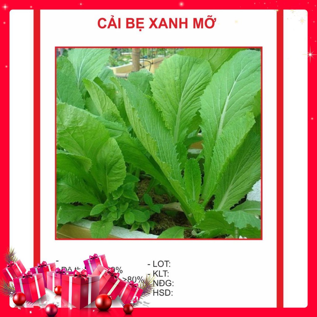 Hạt giống Cải Bẹ Xanh Mỡ 20gr