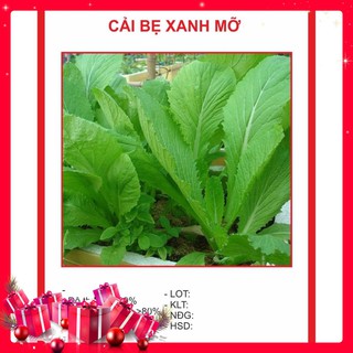 Hạt giống Cải Bẹ Xanh Mỡ 20gr