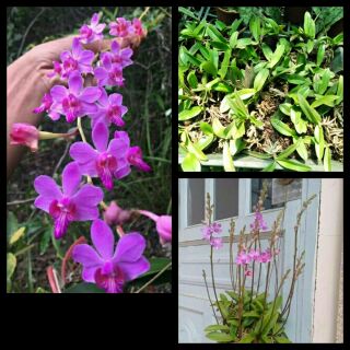 hoa lan Tiểu Hồ Điệp Rừng cây giống