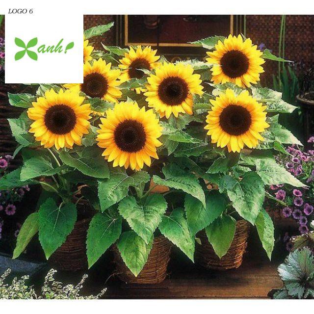 Gói 30 hạt giống Hoa Hướng Dương lùn vàng Bambino - Nanuseeds