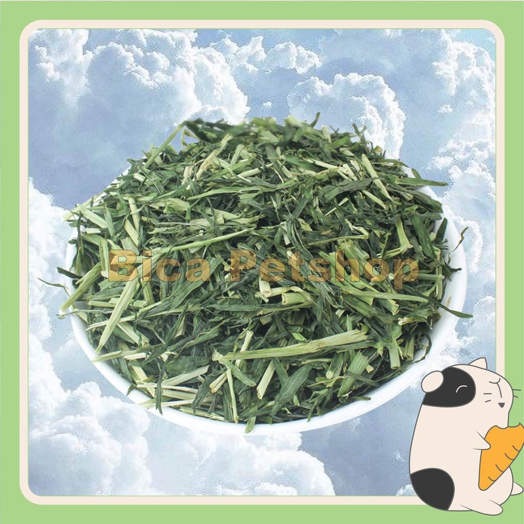 Cỏ lúa mạch cho chuột lang, thỏ, chinchilla,…