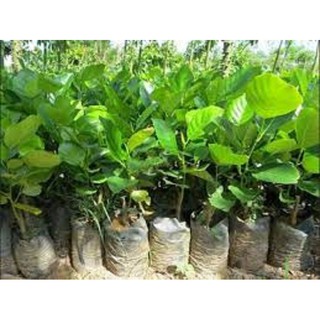Cây giống mít dài malaysia siêu trái