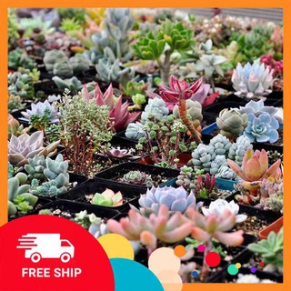 20 Hạt giống Sen đá Kim cương (tặng gói Kích nẩy mầm và Hướng dẫn) KHUYẾN MẠI TRONG NGAY
