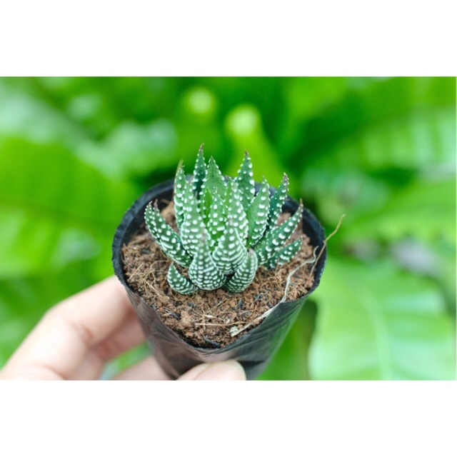 Móng rồng cụp 3-5cm - Vườn sen đá