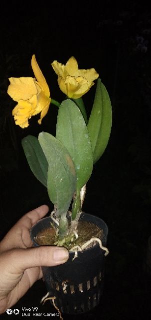 Hoa lan Catleya mini màu vàng