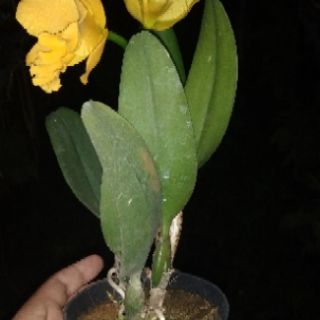 Hoa lan Catleya mini màu vàng