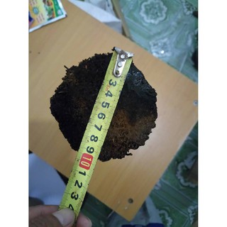 Dớn trụ trồng lan dài 40cm đường kính 10cm hàng nhập khẩu và phân phối chính hãng.