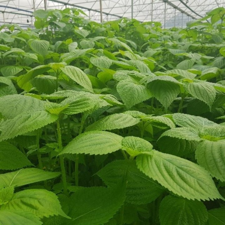 Phân Hữu Cơ ( 1Kg) Nhập Khẩu BỈ Agrimartin [ Đầu Trâu Bình Điền]