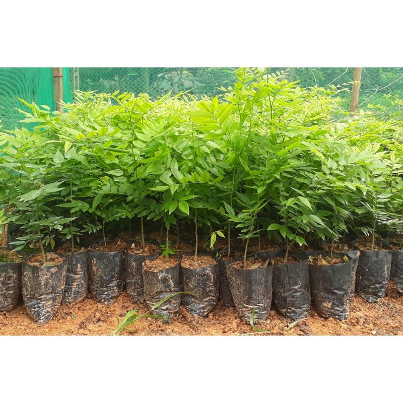 GIỐNG CÂY SƯA ĐỎ HIỆU QUẢ KÍNH TẾ CAO