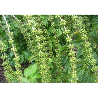 1kg hạt tiêu đen ĐẮK LẮK