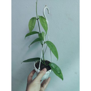 Lan cẩm cù đủ màu
