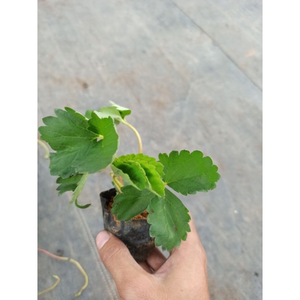 Ngó dâu hana chịu nhiệt