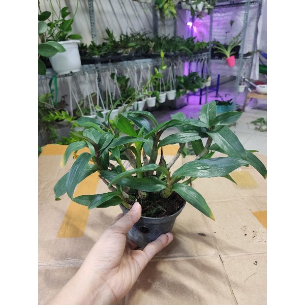 Hoa lan hibiki sắp hoa