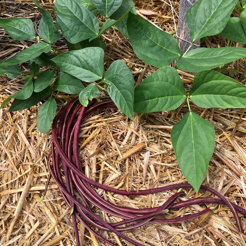 ( HOT ) Hạt Giống Đậu Đũa Tím- gói 5gr