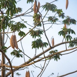 Hạt giống cây bông gòn
