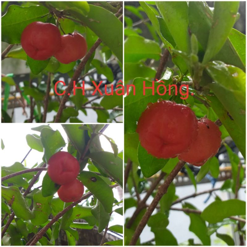 Chậu cây sơ ri thái chậu to, cây đẹp.cao từ 130cm