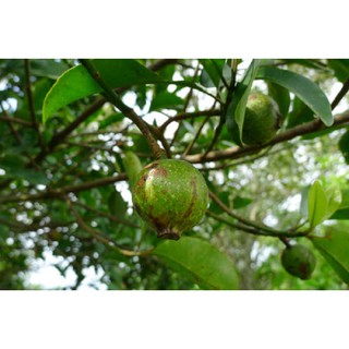 CÂY GIỐNG CÂY QUẢ DỌC NẤU CANH CHUA (CÂY DỌC RỪNG)