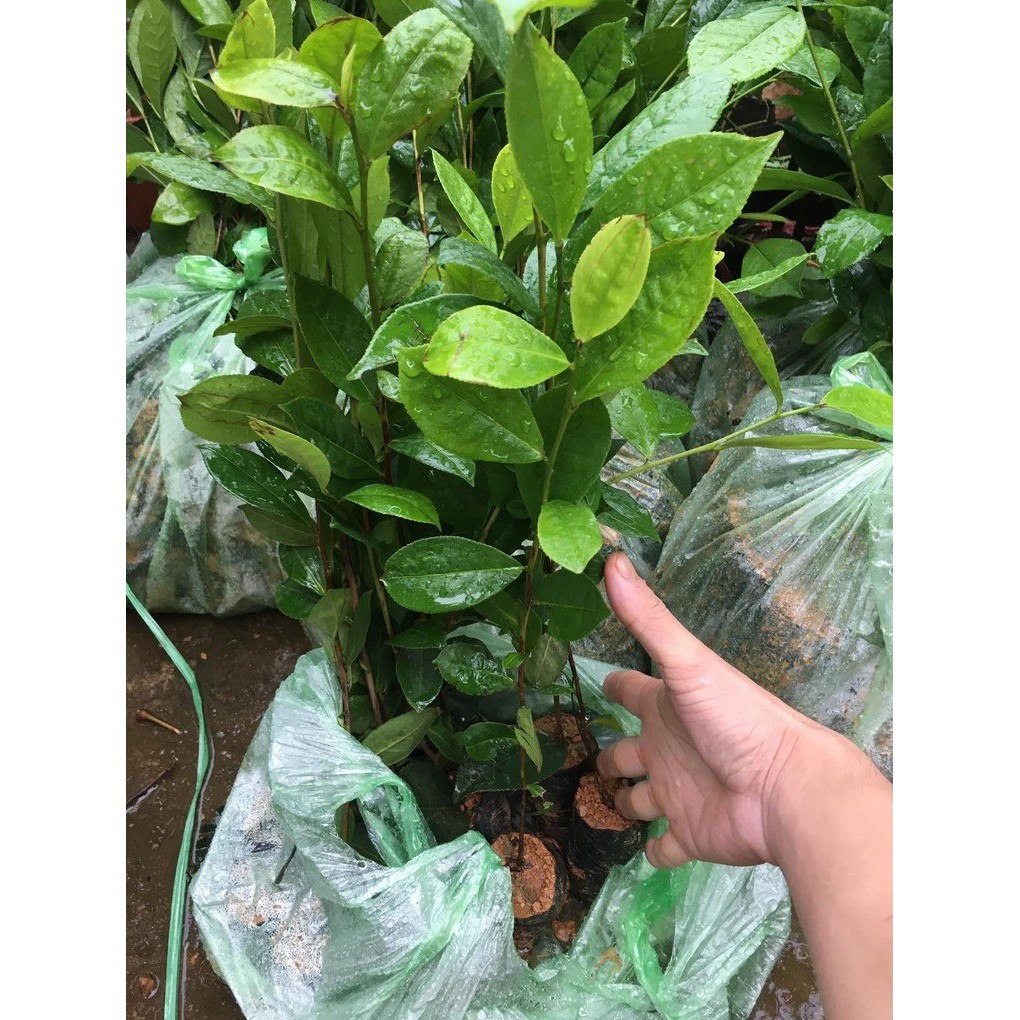 Trà Xanh Tân Cương  giải nhiệt cuộc sống, đẹp da chống lão hóa
