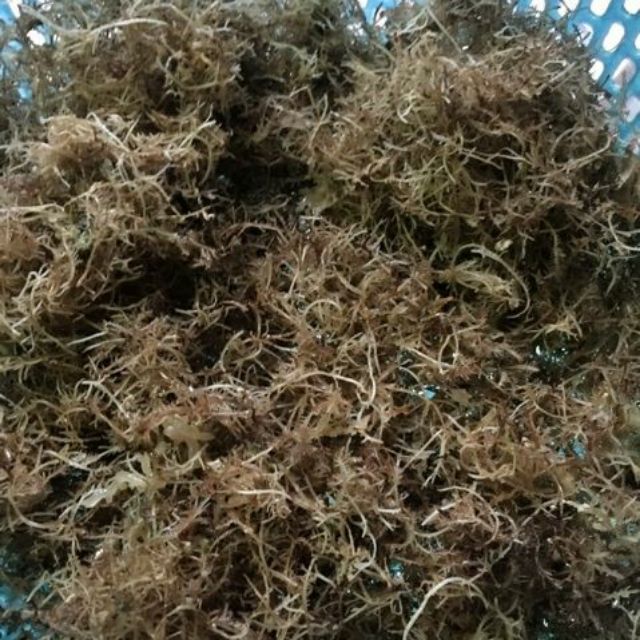 Rau câu xu xoa Lý Sơn. 300gr